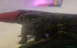 Cane Corso dogs for sale: Beautiful cane corso puppy  - Advert 3