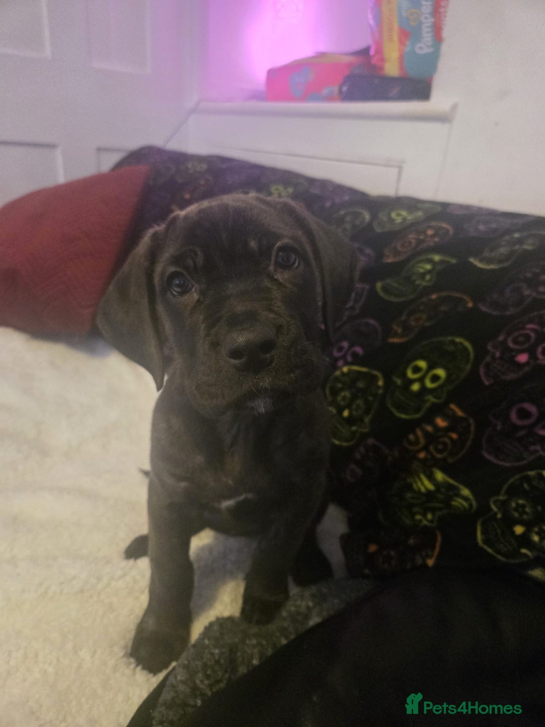 Cane Corso dogs for sale: Beautiful cane corso puppy  - Advert 3