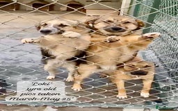 Mixed Breed dogs for adoption: Loki, 1 yr old, male. Reserved stc.  in Brixham - Image 14