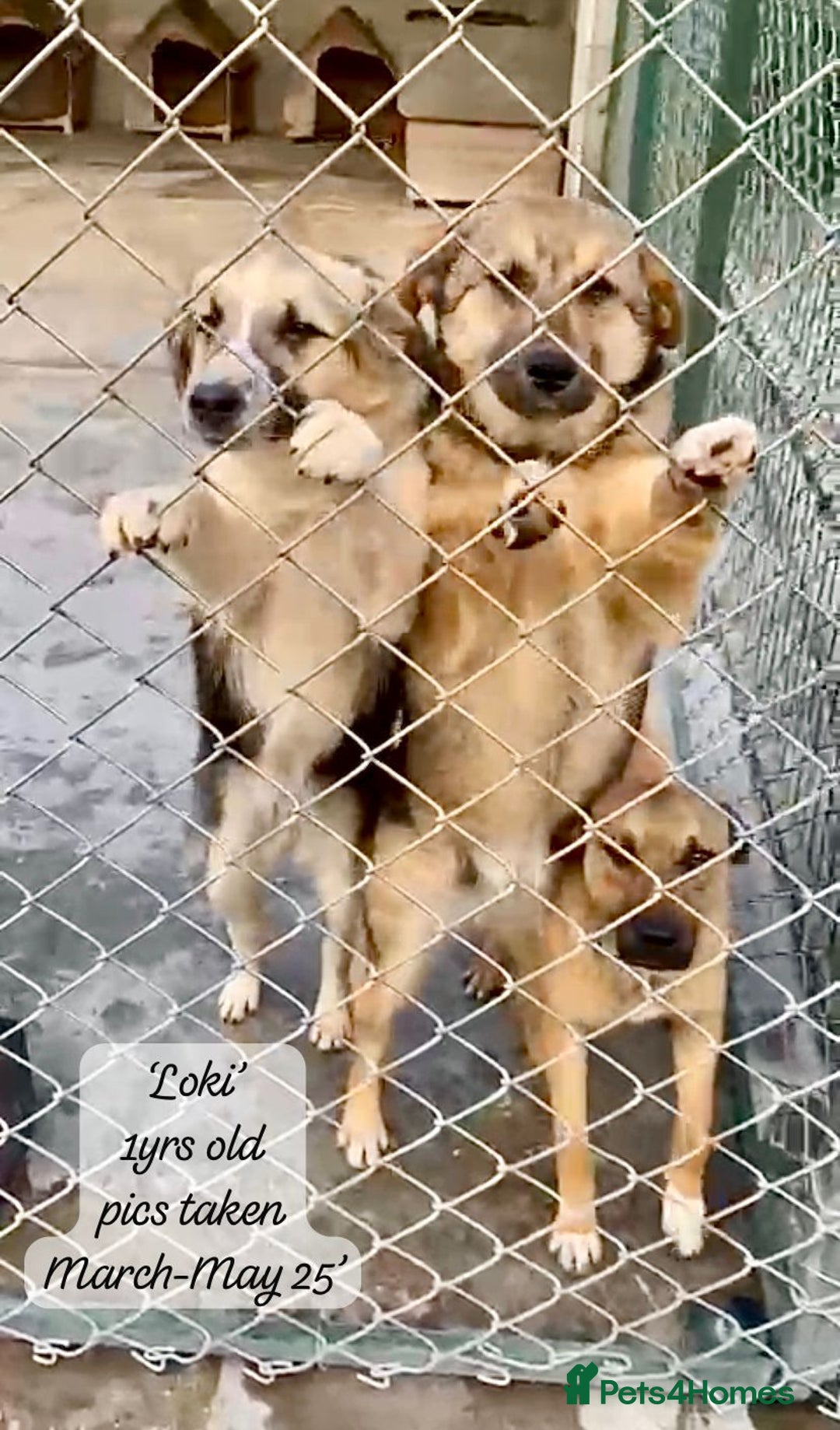 Mixed Breed dogs for adoption: Loki, 1 yr old, male. Reserved stc.  in Brixham - Image 14