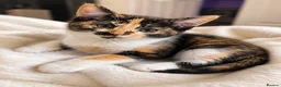 Mixed Breed cats for sale: 🐾 Beautiful  Kitten Looking for a Loving Home  - Advert 7