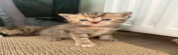 Scottish Fold cats for sale: Gorgeous Scottish Fold kittens for sale - Advert 14