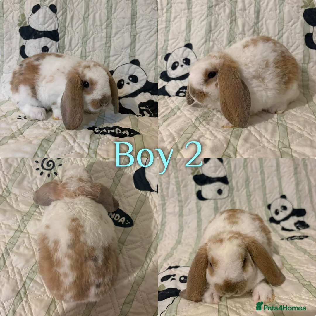 Mini Lop rabbits for sale: Baby Mini Lops  - Advert 2
