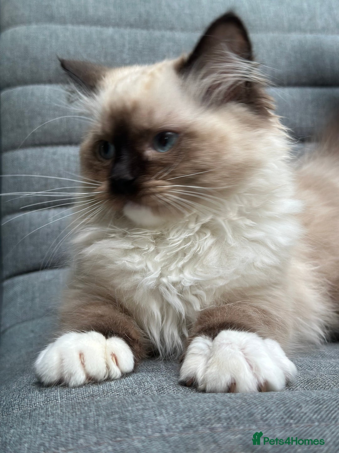 Ragdoll cats for sale: Rare European Chunky ragdolls - Image 16