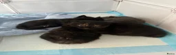 Mixed Breed cats for sale: 2 beautiful kittens for sale  - Advert 19