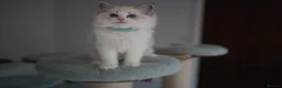 Ragdoll cats for sale: TICA registered kitten  - Advert 14