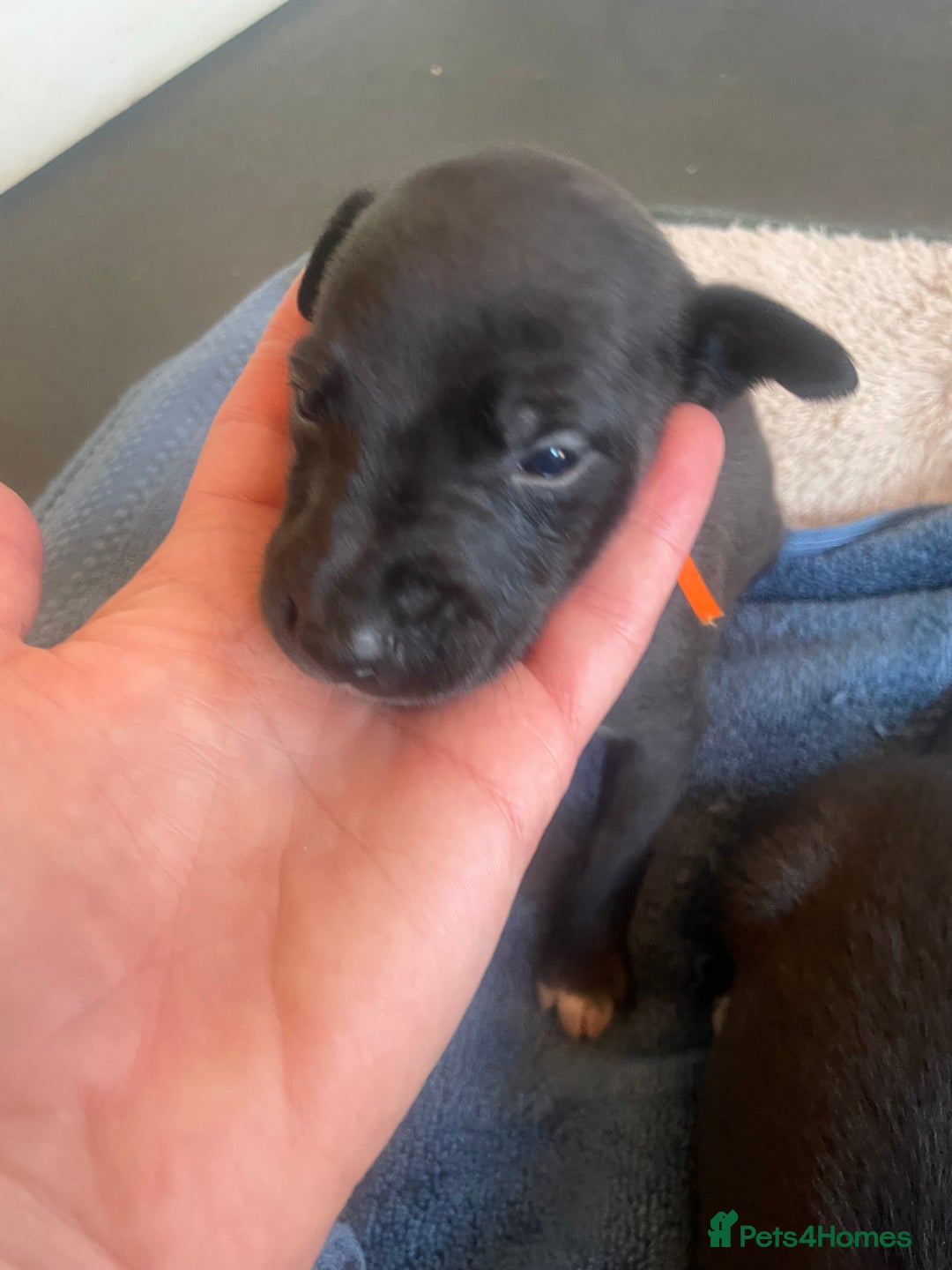 Whippet dogs for sale: Beautiful whippet puppies  - Advert 7