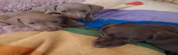 Miniature Dachshund dogs for sale: Whitney - Advert 13