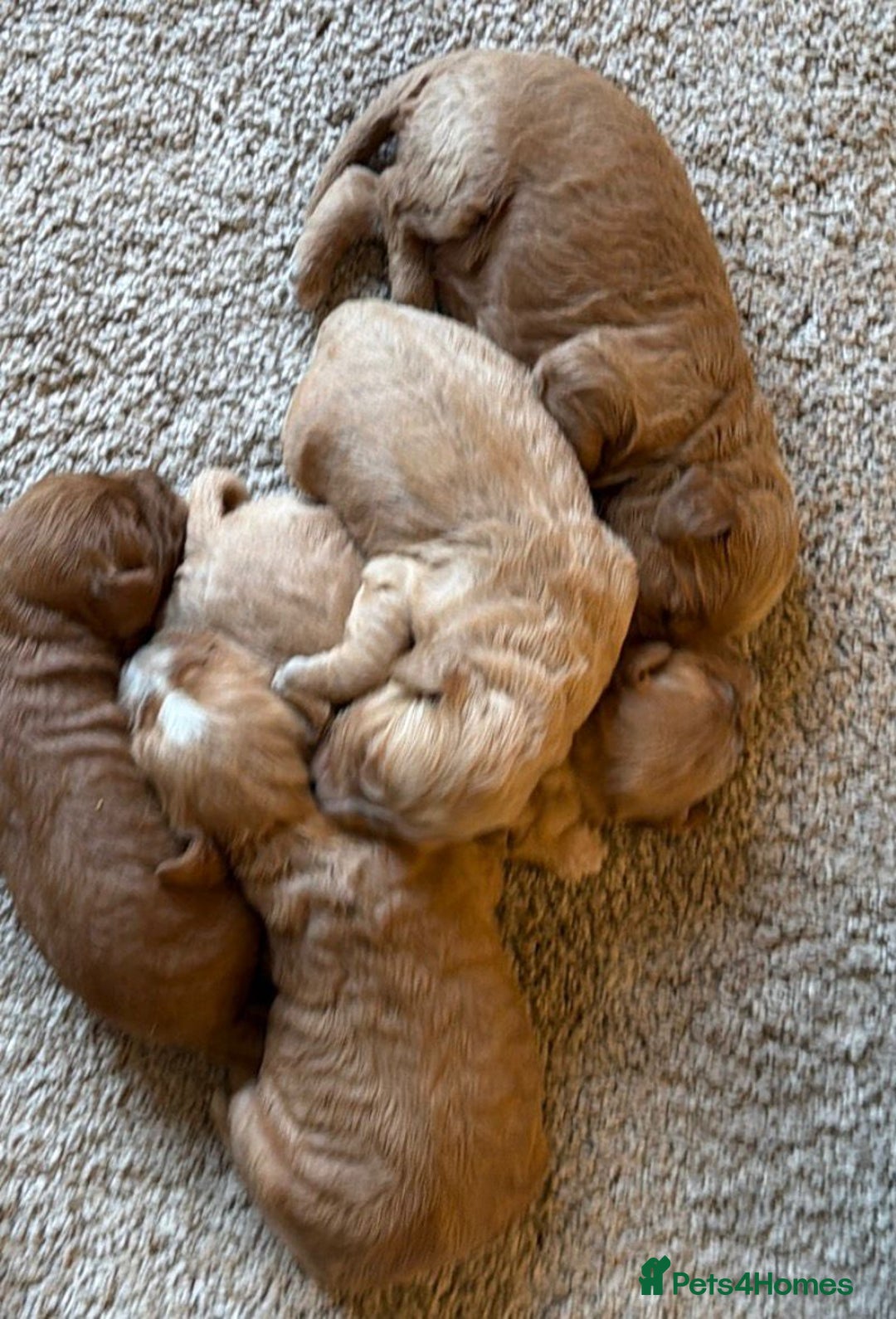 Cavapoo dogs for sale: CAVAPOO puppies for sale  - Advert 2