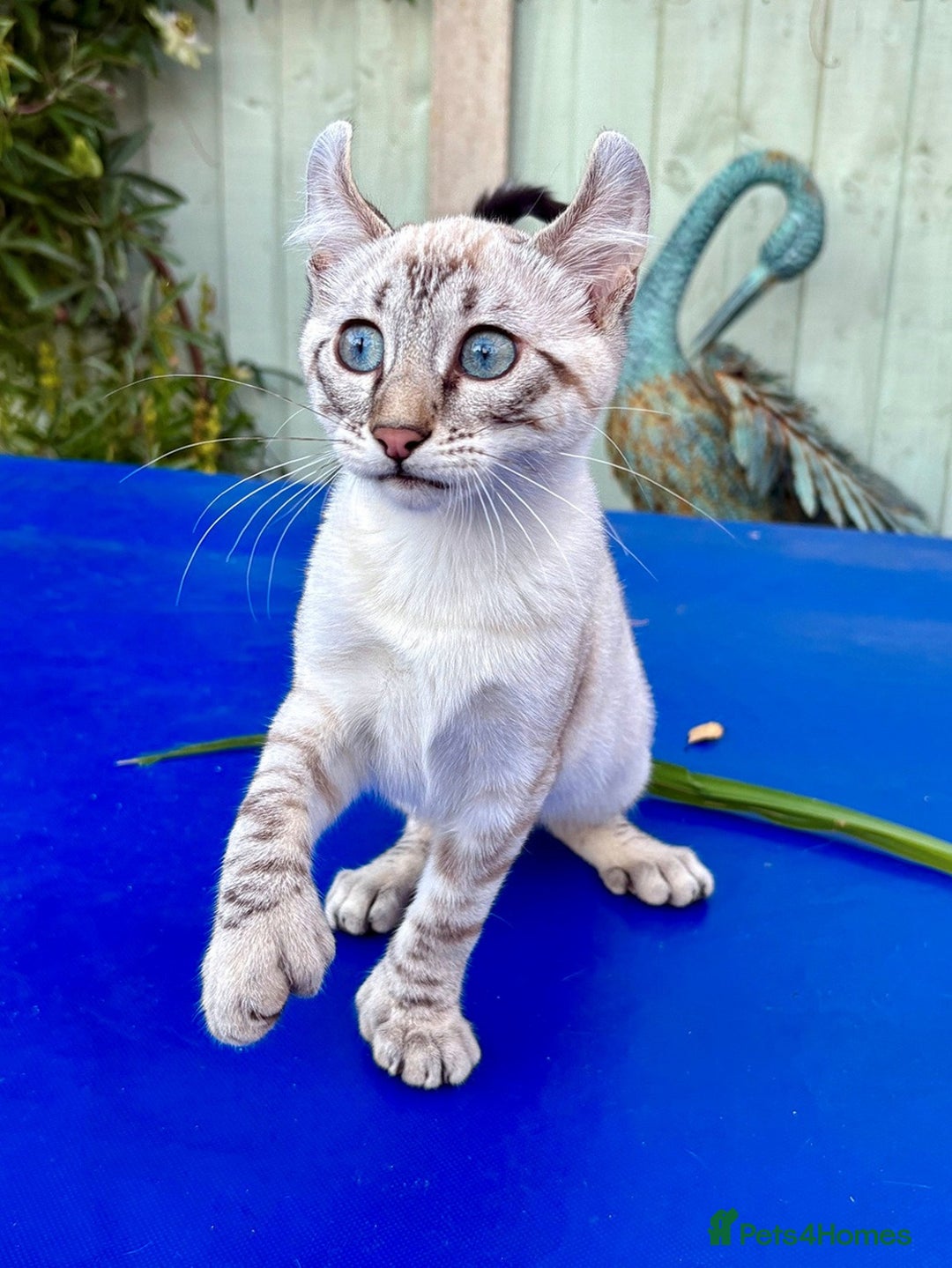 Bengal cats for sale: Stunning rare female  - Image 1
