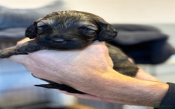 Schnoodle dogs for sale: Gorgeous schnoodle puppies  - Image 16