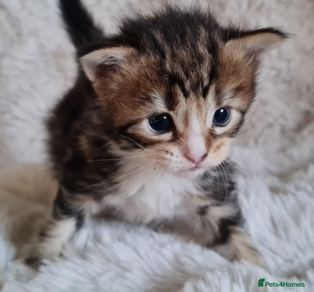 Maine Coon cats for sale: 100% Maine Coon Kittens DNA HEALTH TESTED PARENTS  - Image 24