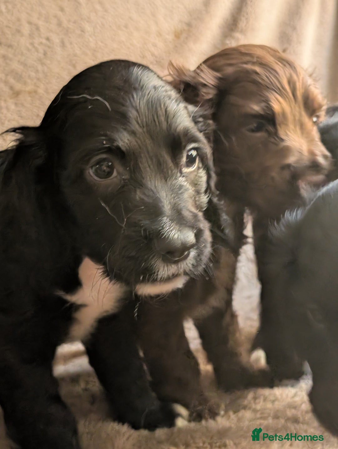 Cocker Spaniel dogs for sale: Cocker spaniel pups - Image 1