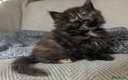 Maine Coon cats for sale: Gorgeous Maine Coon/Ragdoll Girl - Image 3