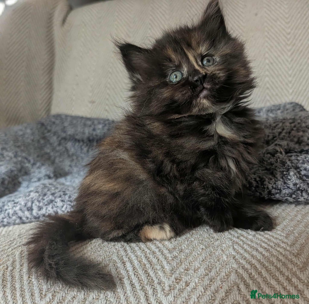 Maine Coon cats for sale: Gorgeous Maine Coon/Ragdoll Girl - Image 3
