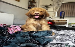 Cockapoo dogs for sale: Berdoodle 11 weeksold FULLY VACCINATED  - Image 16