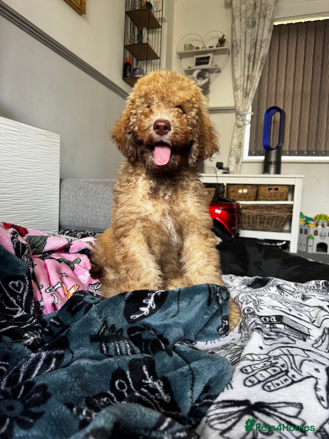 Cockapoo dogs for sale: Berdoodle 11 weeksold FULLY VACCINATED  - Image 16