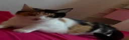 Mixed Breed cats for sale: Beautiful cat  - Advert 2