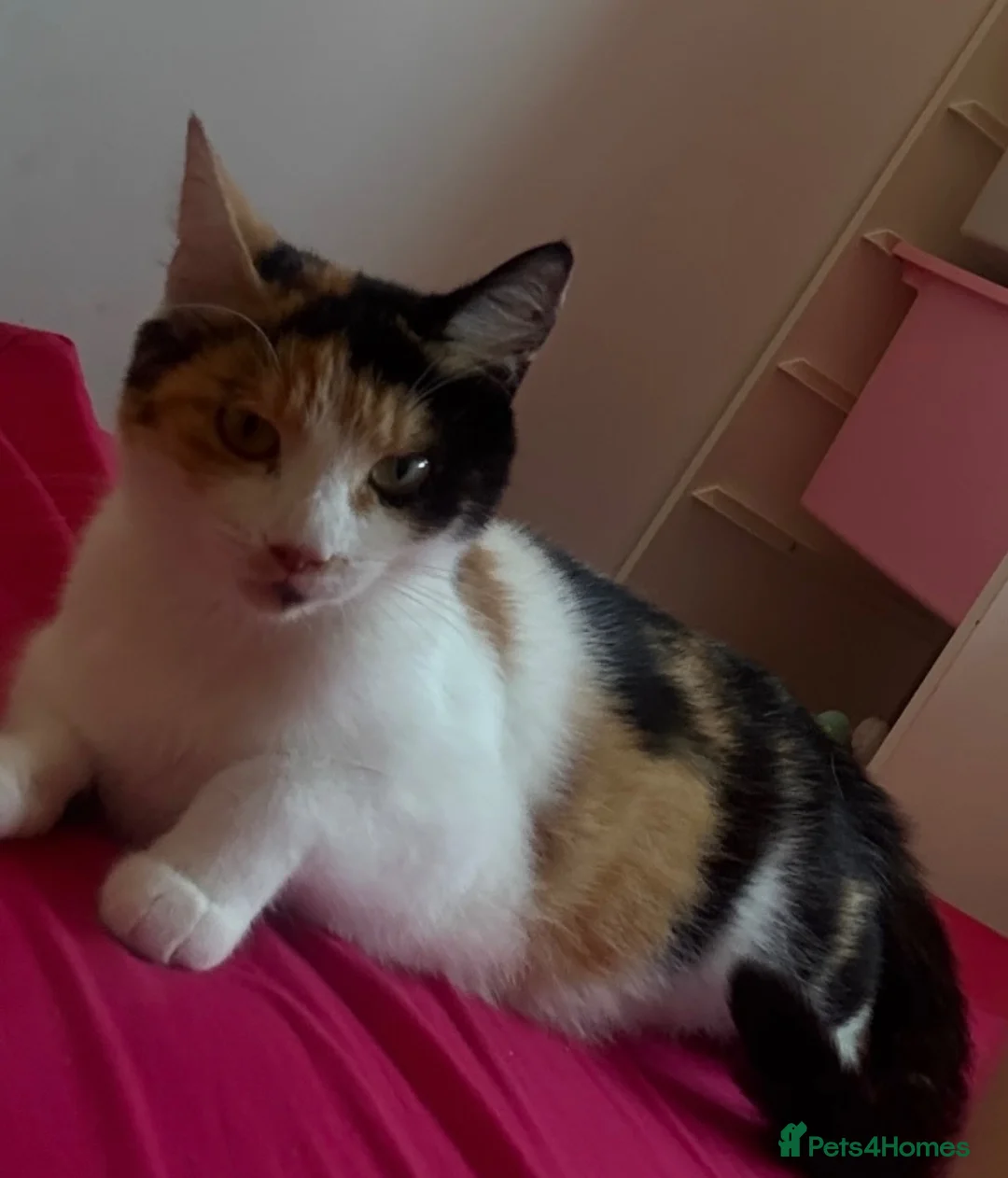 Mixed Breed cats for sale: Beautiful cat  - Advert 2