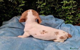 Miniature Dachshund dogs for sale: Quality mini dachshund puppies 💜 - Image 7