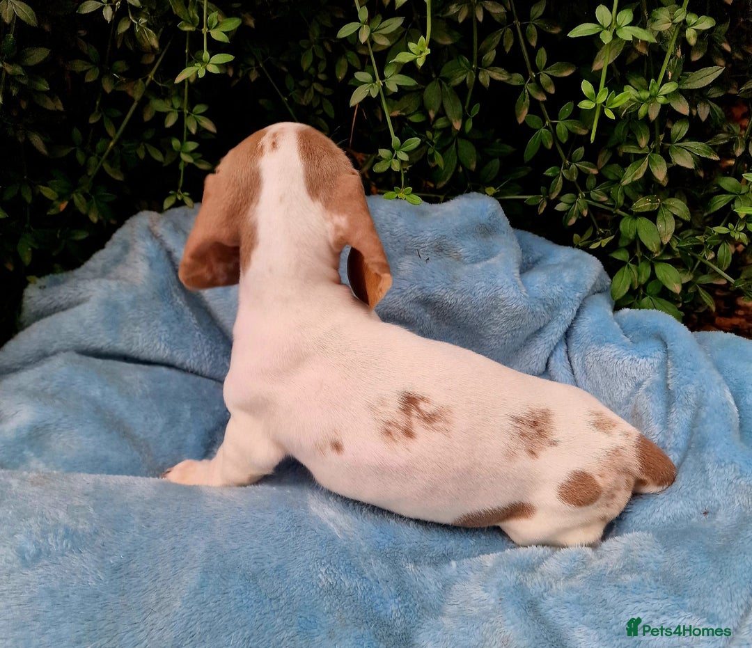 Miniature Dachshund dogs for sale: Quality mini dachshund puppies 💜 - Image 7