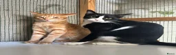 Arabian Mau cats for adoption: Two Male Rescue Cats for Adoption Together - Advert 1