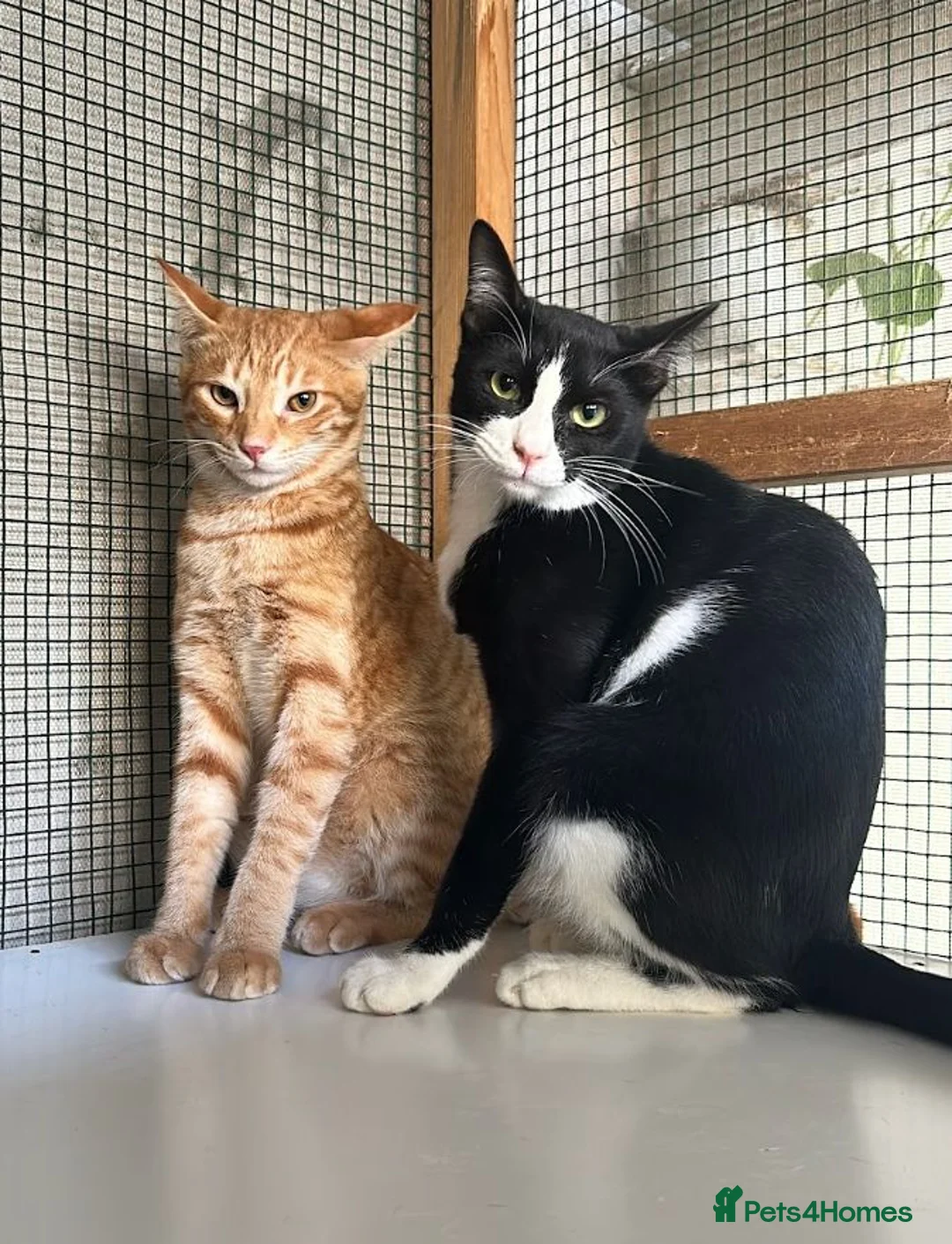 Arabian Mau cats for adoption: Two Male Rescue Cats for Adoption Together - Advert 1