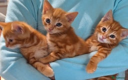Mixed Breed cats for sale: Amazing, beautiful kittens 3 boys, 2 girls - Image 26