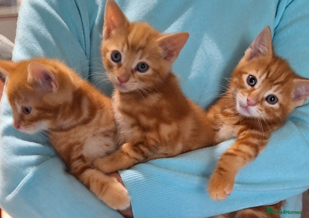 Mixed Breed cats for sale: Amazing, beautiful kittens 3 boys, 2 girls - Image 26