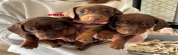 Miniature Dachshund dogs for sale: One beautiful female miniature dachshund puppy in Lincoln - Advert 5