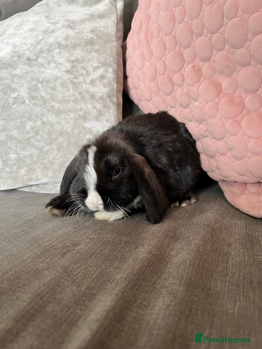 Mini Lop rabbits for sale: Beautiful mini lop rabbits for sale - Image 16