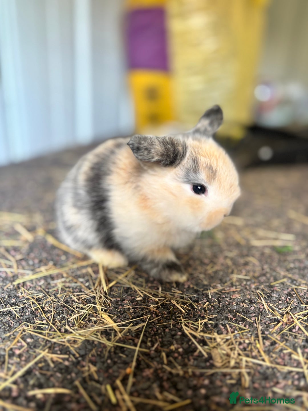 Mini Lop rabbits for sale: Mini lop babies - Image 3
