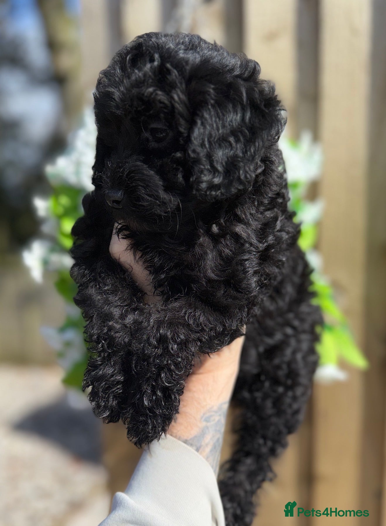 Toy Poodle dogs 🩷💙Beautiful Toy Poodle Puppies💙🩷 - Advert 2