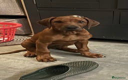 Rhodesian Ridgeback dogs for sale: Rhodesian Ridgeback 1 pup left in Lostwithiel - Image 3