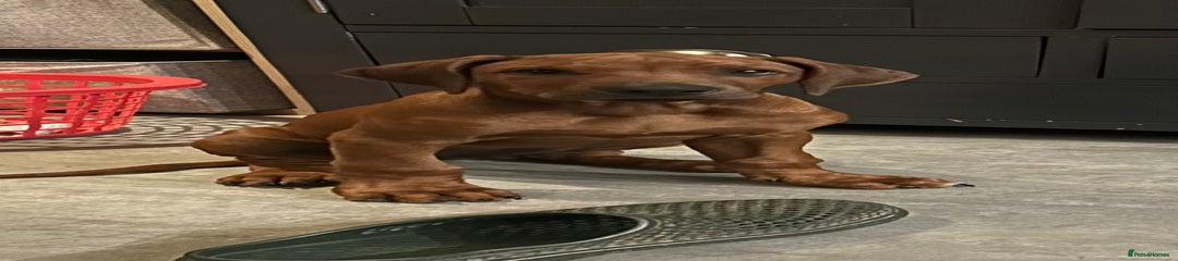 Kinky tail Rhodesian Ridgeback Mr Brown