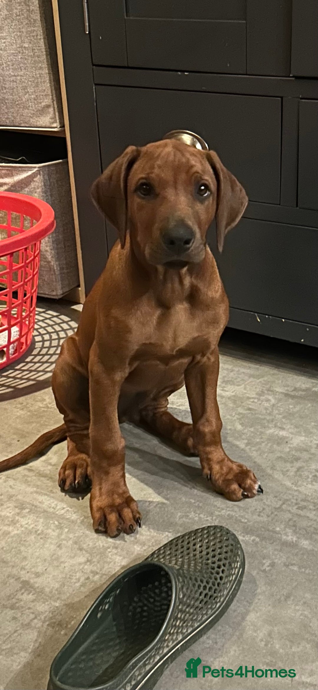 Rhodesian Ridgeback dogs for sale: Rhodesian Ridgeback 1 pup left in Lostwithiel - Image 3