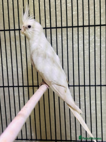Buy cinnamon pearl cockatiel for sale Best Sale