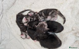 Maine Coon cats for sale: Stunning maine coon kittens - Image 2