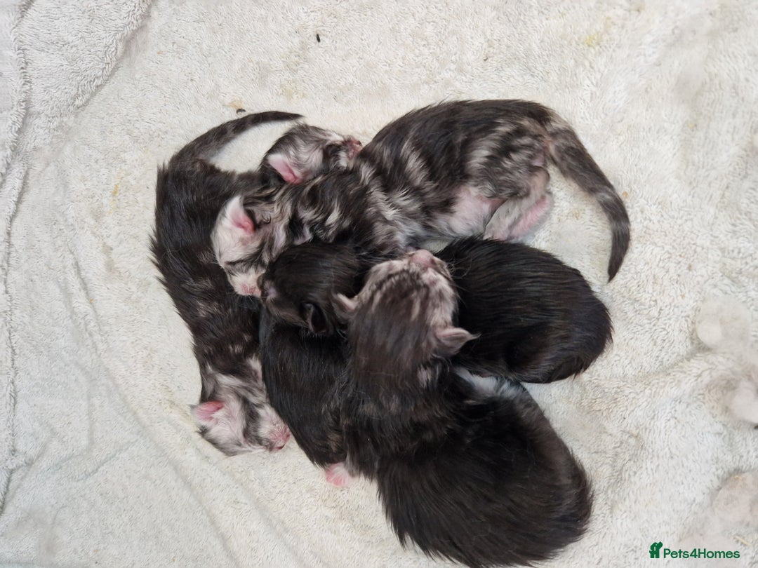 Maine Coon cats for sale: Stunning maine coon kittens - Image 2