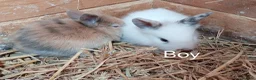 Mini Lion Lop rabbits for sale: Lop cross lionhead babies - Advert 8