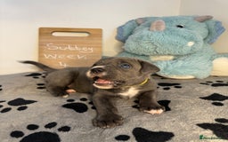 Cane Corso dogs for sale: Cane corso puppies for sale  - Image 14