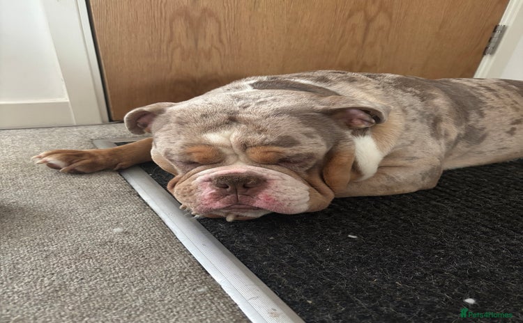 Olde English Bulldogge dogs - Advert 1