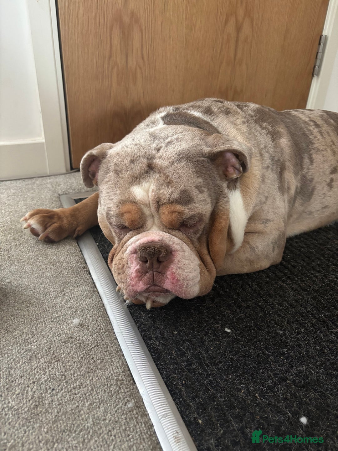 Olde English Bulldogge dogs for sale: olde english bulldog boy - Image 1
