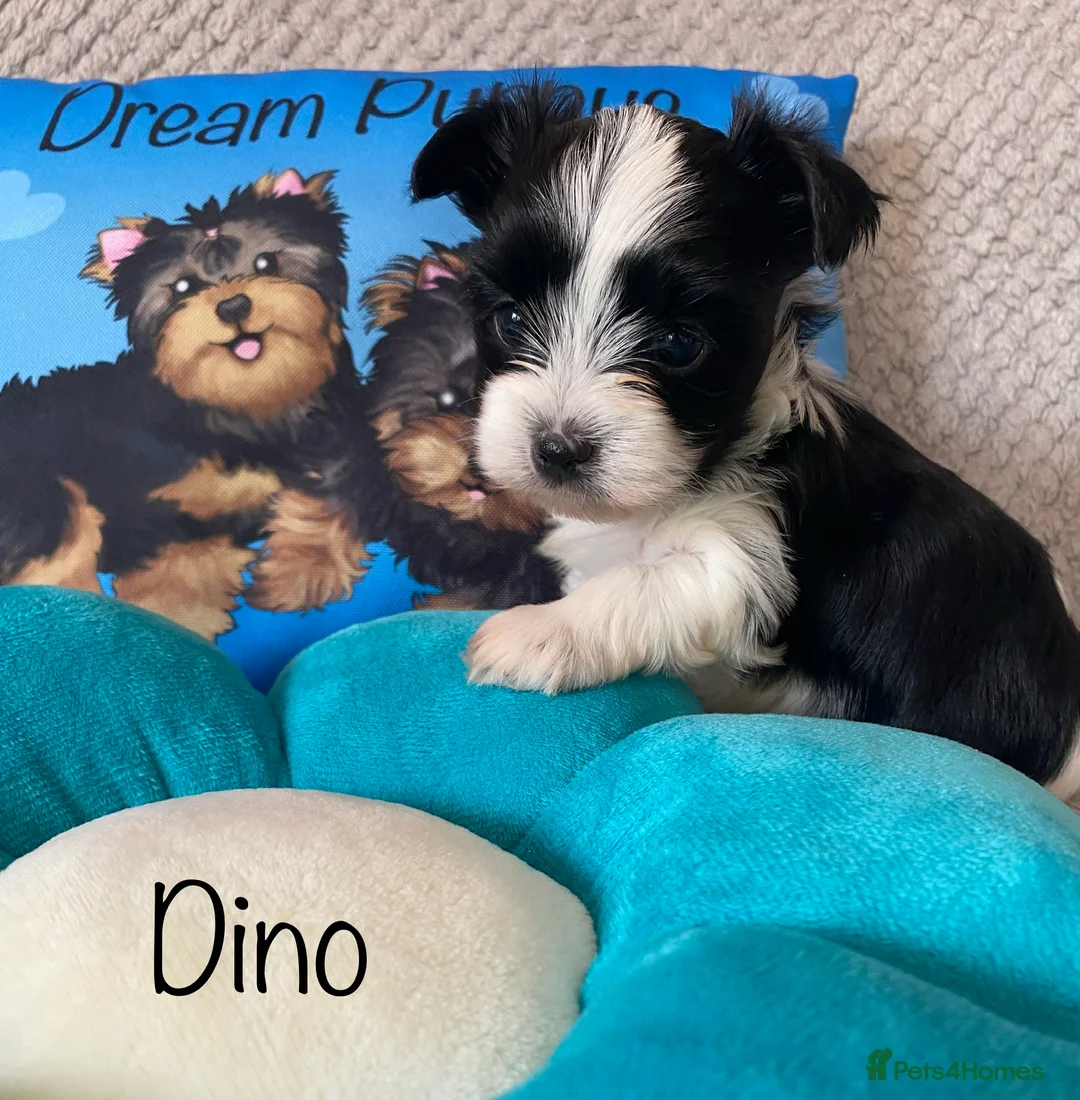 Yorkshire Terrier dogs for sale: Beautiful small Biewer Yorkshire Terrier Pedigree  - Advert 2