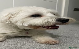Coton De Tulear dogs for sale: 9 Year old cotton looking for a loving home - Image 6