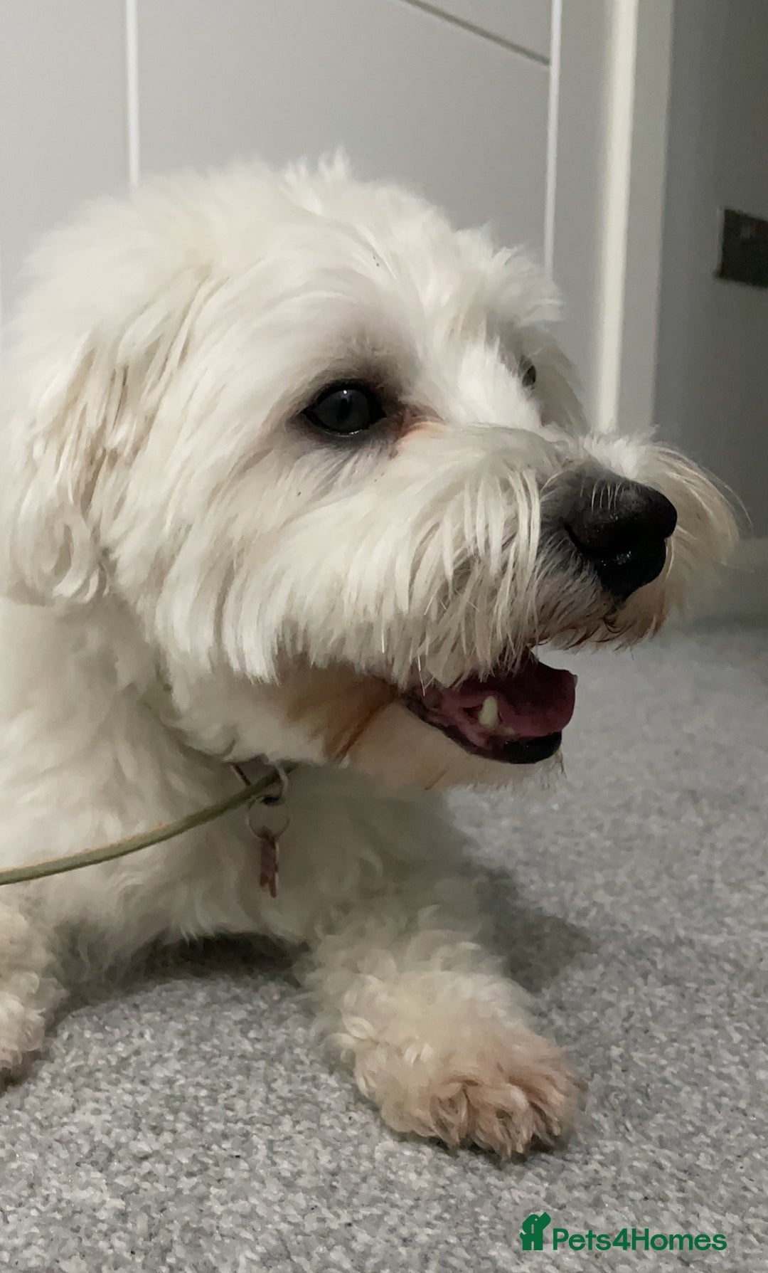 Coton De Tulear dogs for sale: 9 Year old cotton looking for a loving home - Image 6