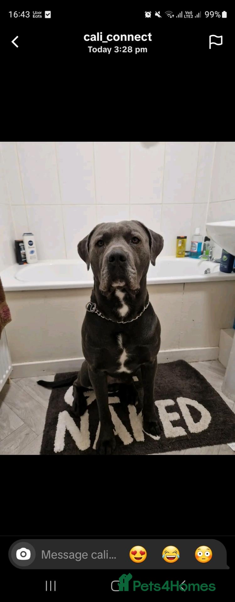 Cane Corso dogs for sale: Male merle corso - Advert 2