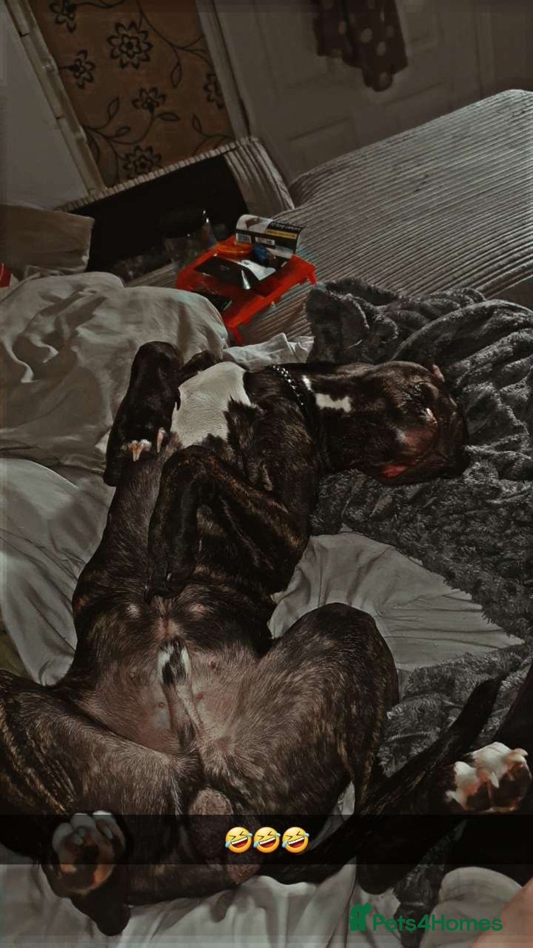 Staffordshire Bull Terrier dogs for sale: Male Staffy  - Image 6