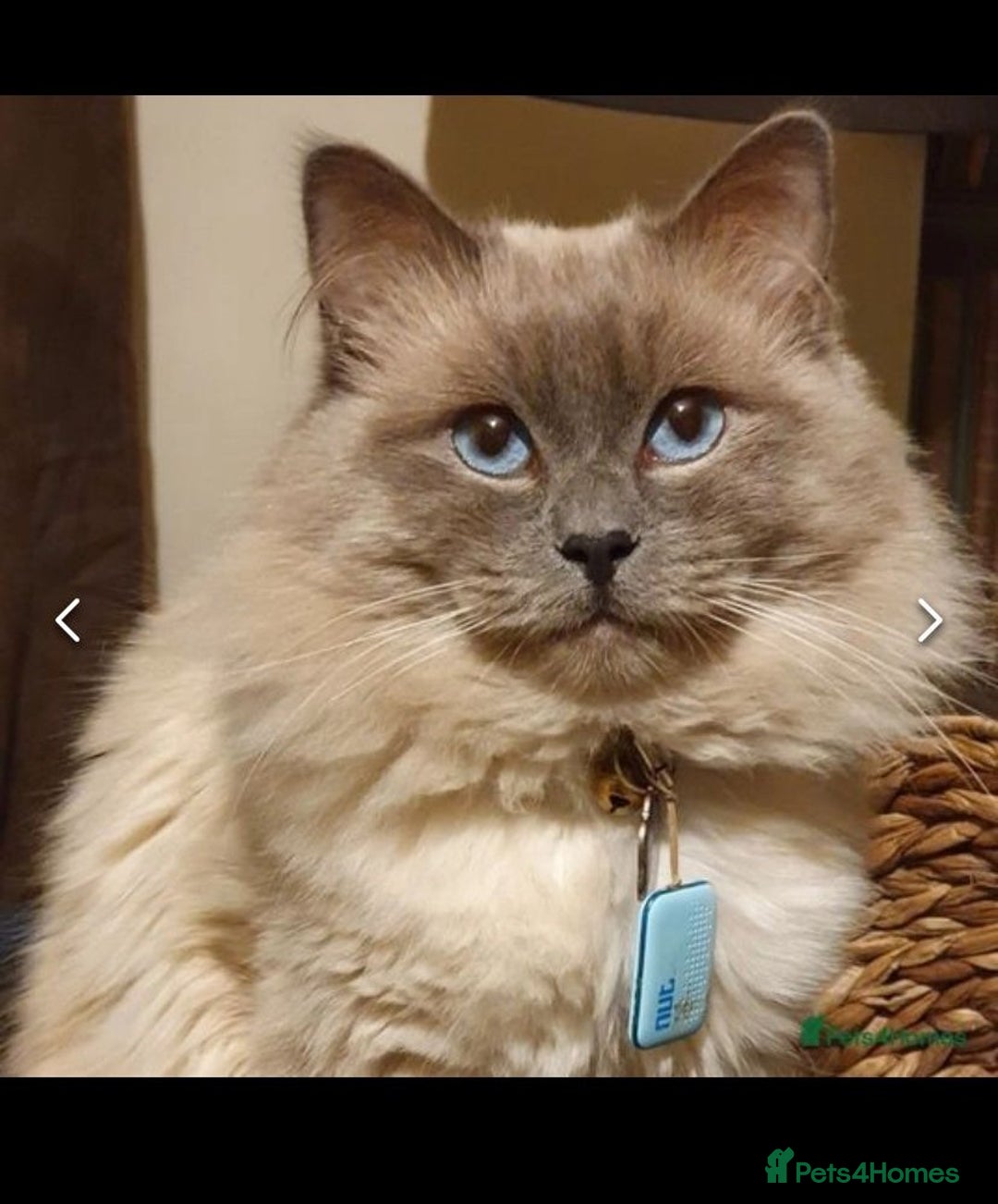 Ragdoll cats for sale: Adorable Ragdoll Kittens  - Image 16