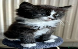 Mixed Breed cats for sale: Beautifull fluffy kittens  - Image 2